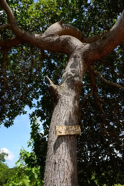 DSC_8603 (Large).JPG